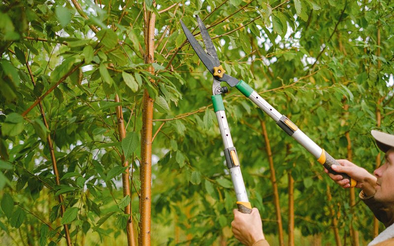 Tree trimming in Rockland, DE