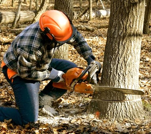 Tree Removal in Rockland, DE